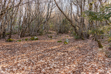 Sottobosco con terreno ricoperto da foglie secche