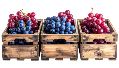 Three wooden crates filled with red and blue grapes, set against a black background