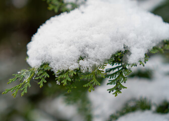 A macro shot of evergreen thuja (arborvitae) foliage heavily covered with fresh, powdery white snow. The image captures the texture of the green needles and the crystalline structure of the snow. Natu