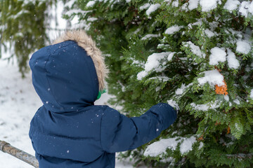 Back view of a young child wearing a navy blue winter coat with a fur hood, looking at and touching snow-covered branches of a thuja tree. Winter park or garden background with falling snow.