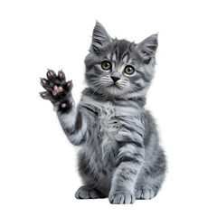 Fototapeta premium Adorable fluffy grey kitten waving its paw hello