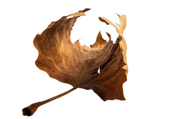 Dried brown leaf cut out. Autumn dried brown leaf with detailed texture, studio quality. Precisely cut out with transparent background, ideal for decoration, design projects and stock use.