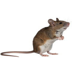 A small brown and white mouse standing on its hind legs