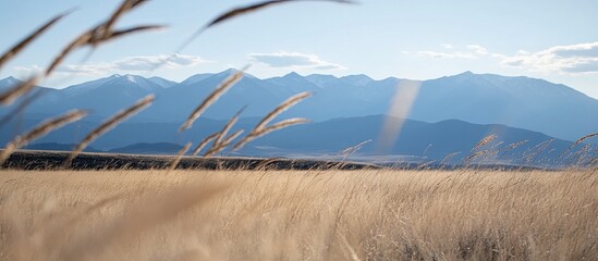 Sun-Kissed Golden Grass Field Framing Majestic Blue Mountains with Dramatic Light Rays