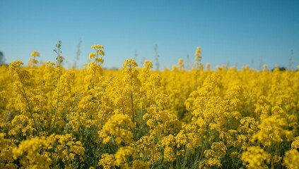 Vibrant Yellow Canola Field Under Clear Blue Sky - Sunny Day Landscape Page Header Image