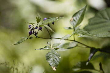 Bittersweet ( Solanum dulcamara )