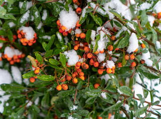 Close-up of bright orange firethorn berries (pyracantha) under a layer of first winter snow. Green evergreen leaves visible behind the snowy fruit clusters. Natural outdoor lighting, winter garden sce
