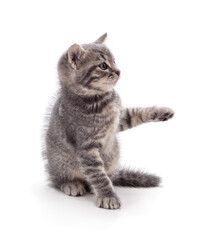 Small gray kitten waving paw isolated on a white background.