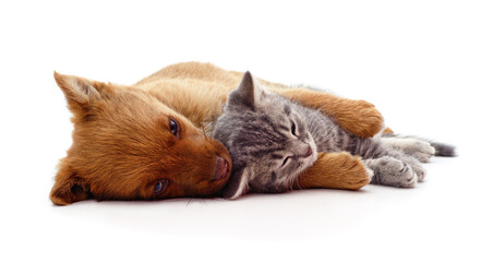 Small puppy and kitten sleeping together isolated on a white background.