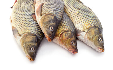 Close up of four resh common carp heads isolated on a white background.