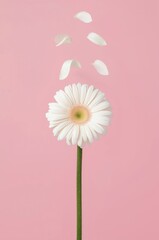 Serene White Gerbera Daisy with Falling Petals on Soft Pink Background Minimalist Floral Photography