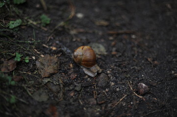 Snail  (Helix pomatia, Roman snail, Burgundy snail, escargot) crawling on the ground in the forest
