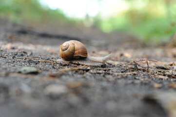 Snail (Helix pomatia, Roman snail, Burgundy snail, escargot) crawling on the ground in the forest