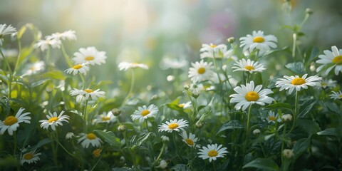 Serene Field of White Daisies in Soft Natural Light - Cinematic Floral Landscape Photography ...