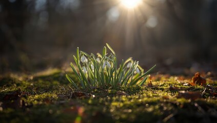 Serene Forest Floor with Dewy Grass and Moss under Warm Sunlight - Cinematic Nature Photography Scene