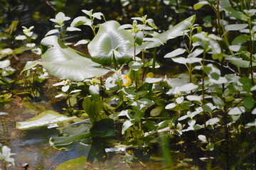 Yellow cowlily  (Nuphar lutea )