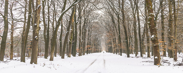 Fototapeta premium Snowy forest avenue along a quiet path, winter scene with distant walker