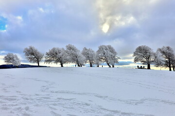 Windbuchen auf dem verschneiten Schauinsland bei Freiburg