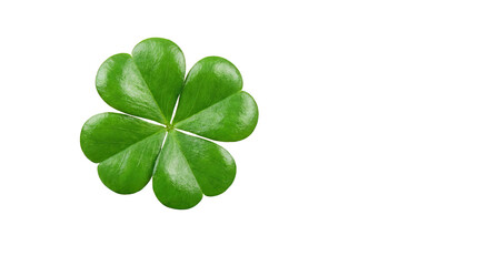 Green four leaf clover isolated on a white background symbolizing good luck and fortune alpha channel with white background