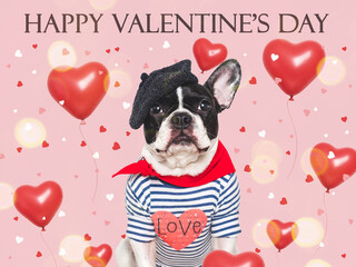 Happy Valentine's Day. Cute puppy and congratulatory inscription. Close-up, indoors. Studio shot. Congratulations for family, relatives, loved ones, friends and colleagues. Pets care concept