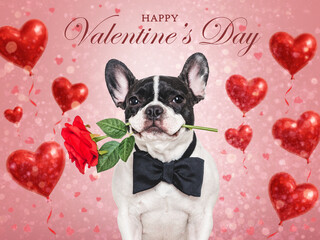 Happy Valentine's Day. Cute puppy and congratulatory inscription. Close-up, indoors. Studio shot. Congratulations for family, relatives, loved ones, friends and colleagues. Pets care concept