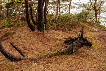 Obraz premium Baumstumpf mit Moos in Küstenwald, der wie ein Fabeltier wirkt, an norwegischer Felsküste