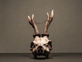 Roe deer Capreolus capreolus skull with antlers studio display. © Trygve