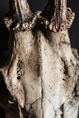 Closeup frontal detail of roe deer Capreolus capreolus skull. © Trygve