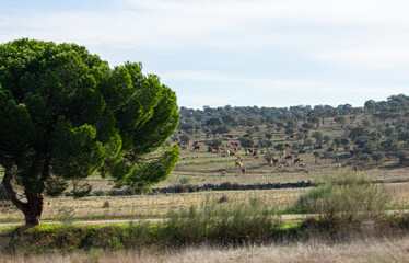 manada de vacas a pastar