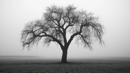 A bare tree stands silhouetted against a heavy opaque fog obscuring visibility creating a moody atmosphere