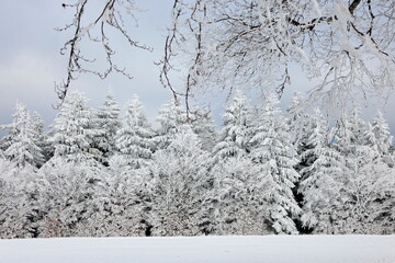 Winterwald Auf Dem Schauinsland Bei