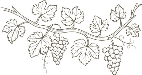 Hand drawn vine branch with grapes and leaves in monochrome line style © Rakibul V