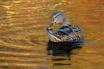 Female mallard duck swimming in a lake, fall colors reflected onto the water.
