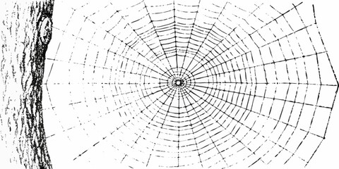 A detailed illustration of a spiderweb spanning from a tree trunk © Lelin