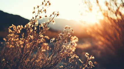 Delicate desert wildflowers bathed in warm sunlight with faded petals and brittle stems against a soft blurred background