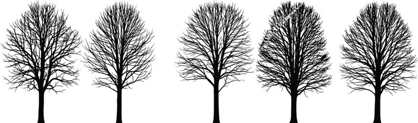 Obraz premium Set of Black Bare Winter Tree Silhouettes with Detailed Branch Structures and No Leaves Isolated on White Background for Nature Designs