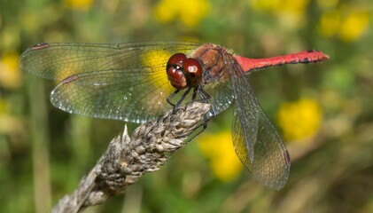 close up of a red dragonfly