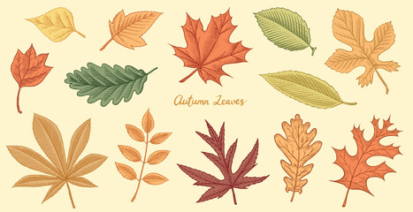 Obraz premium Autumn leaves. Fall season different tree foliage, oak and linden, aspen, ash, maple yellow and red hand drawn, engraved branches in old vintage style