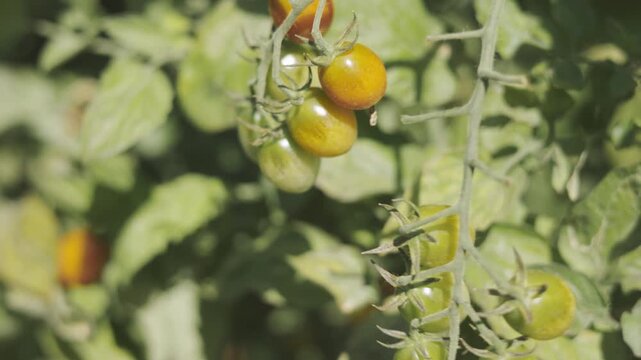 Close up of hand picking ripe organic cherry tomatoes from vine in garden during sunny summer day. Fresh healthy vegetable harvest concept in agricultural farm or greenhouse with blurred background.