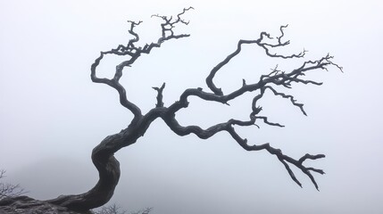 Twisted bare branches of a skeletal tree reaching like fingers in the fog