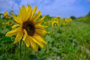 Słonecznik, pole słoneczników, olej słonecznikowy, olej, nasiona © Krzysztof