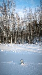 winter landscape with trees and snow and a cedar sprout in the snow