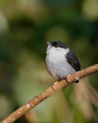 A little black-and-white ball made of feathers.