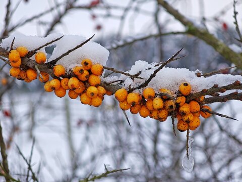 Sanddorn unter Schnee