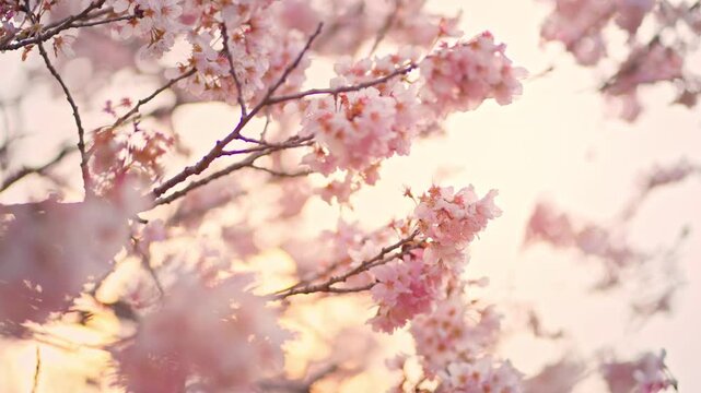 Beautiful blooming pink cherry blossoms or Sakura flowers on tree branches with soft sunlight and bokeh background for spring season concept
