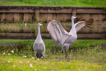 The powerful motion of a sandhill crane&rsquo;s wings is captured mid-movement in Tampa, Florida, showcasing strength and grace in perfect balance. Each wingbeat reveals detailed feathers and raw energy as 