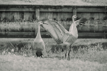 The powerful motion of a sandhill crane&rsquo;s wings is captured mid-movement in Tampa, Florida, showcasing strength and grace in perfect balance. Each wingbeat reveals detailed feathers and raw energy as 