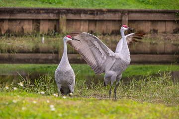 The powerful motion of a sandhill crane&rsquo;s wings is captured mid-movement in Tampa, Florida, showcasing strength and grace in perfect balance. Each wingbeat reveals detailed feathers and raw energy as 
