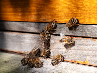 Bienen auf dem Anflugbrett und vor dem Flugloch