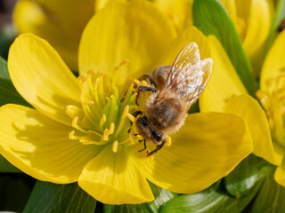 Draufsicht Biene auf Winterling Bl&uuml;te